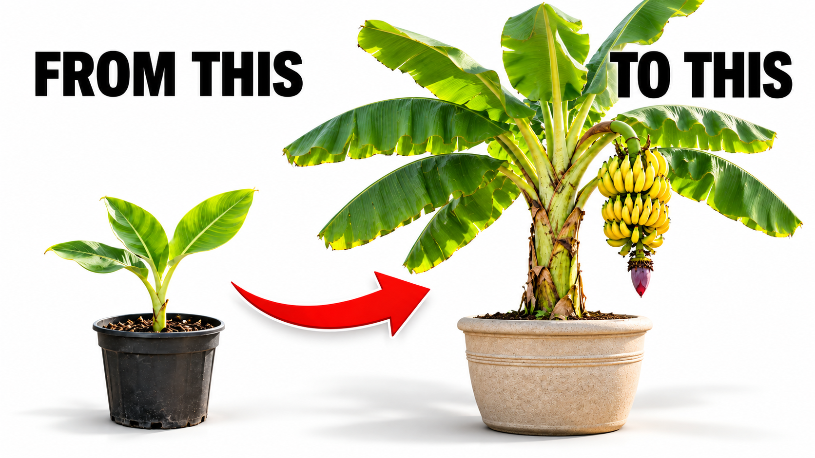 How to Grow a Banana Plant at Home